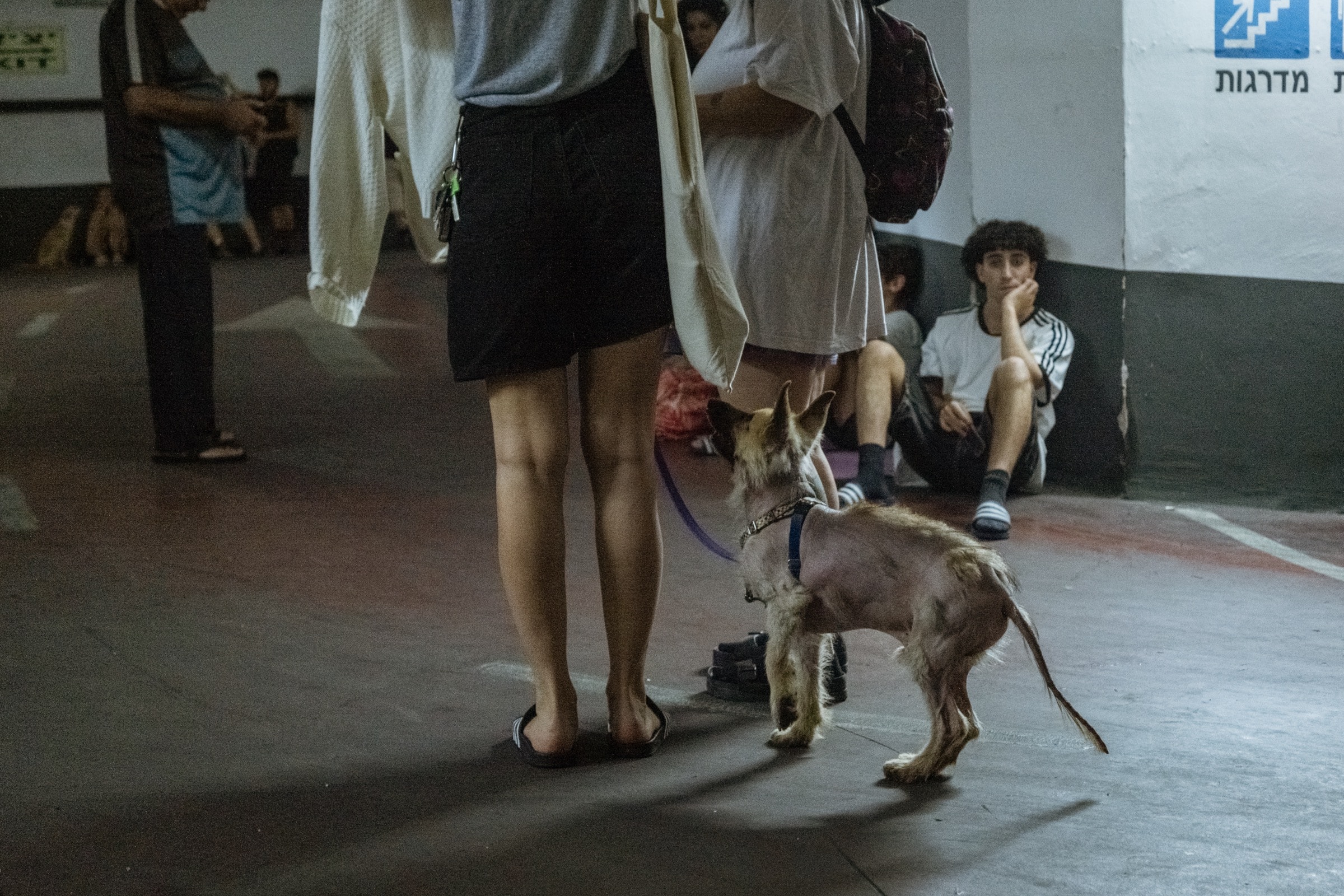 A small dog on a leash stands near people's legs inside a parking garage with Hebrew stairway and elevator signs