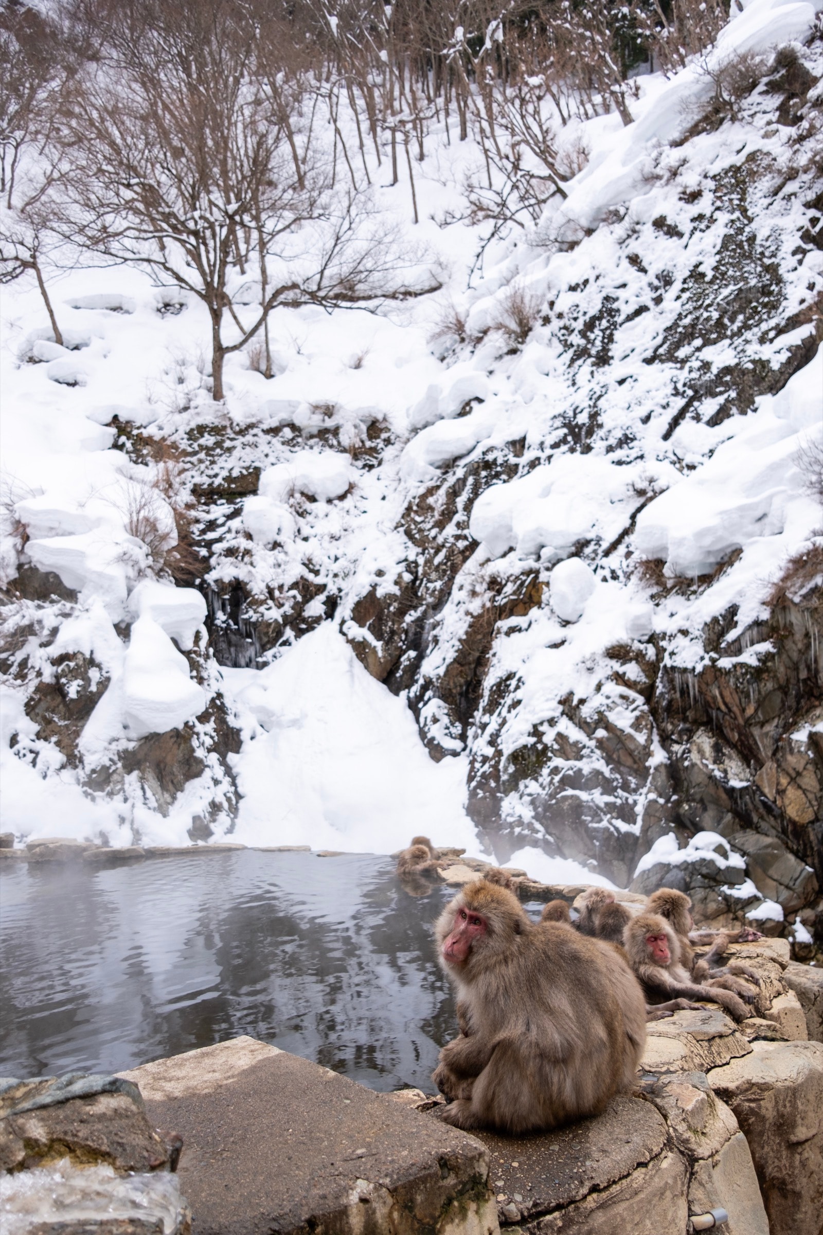 Two Japanese macaques huddle together on a stone ledge by a hot spring pool, snow and ice clinging to the rocks above