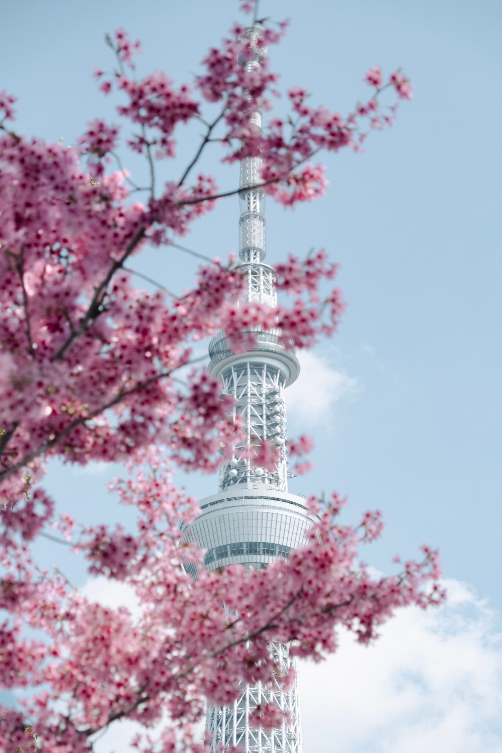 Tokyo Skytree rises through branches of pink cherry blossoms against a pale blue sky