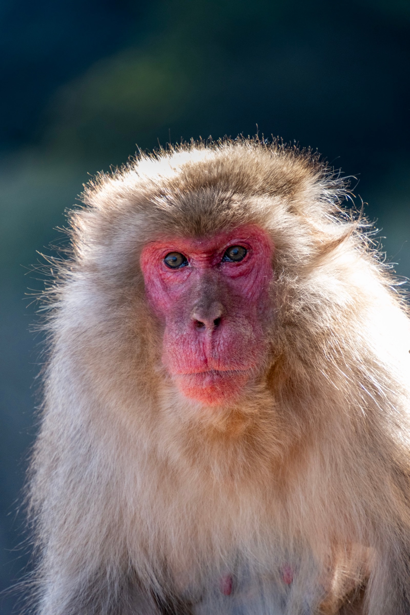 Close-up portrait of a Japanese macaque with a bright red face staring directly into the camera