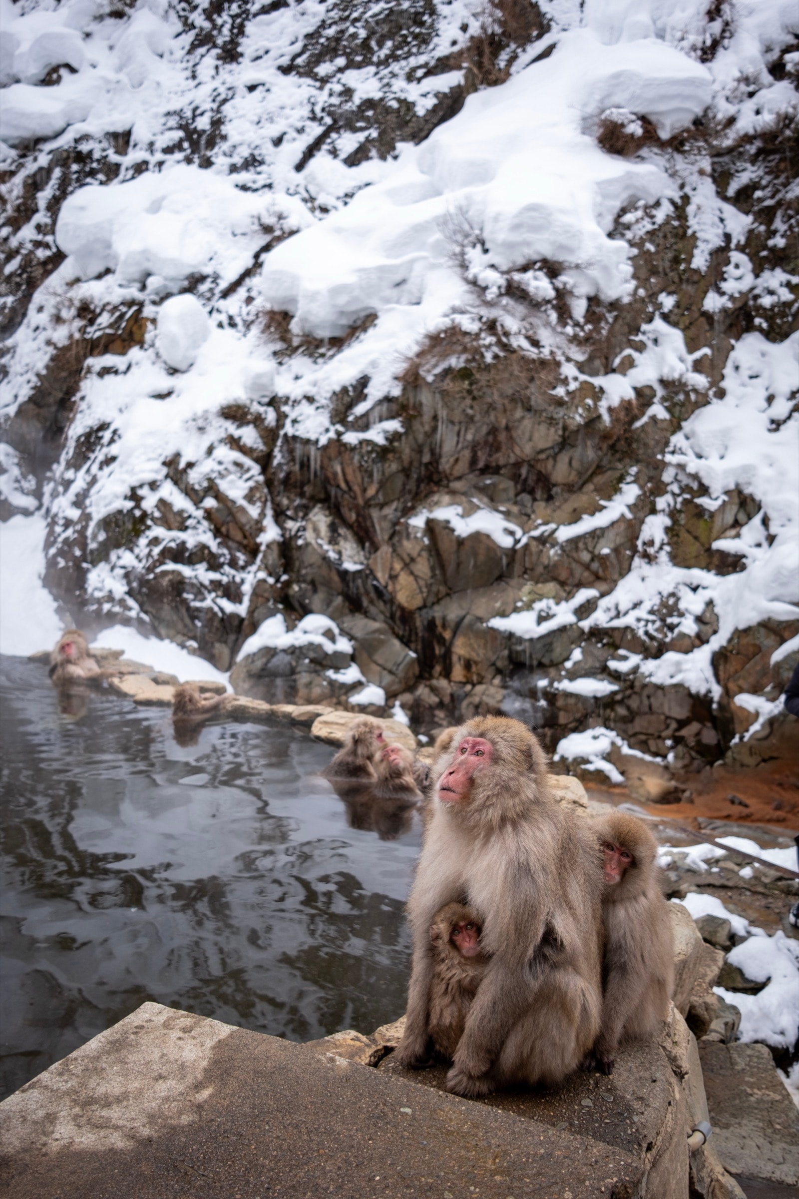 A Japanese macaque holds its baby on a stone ledge beside a steaming hot spring, snow-covered rocks behind