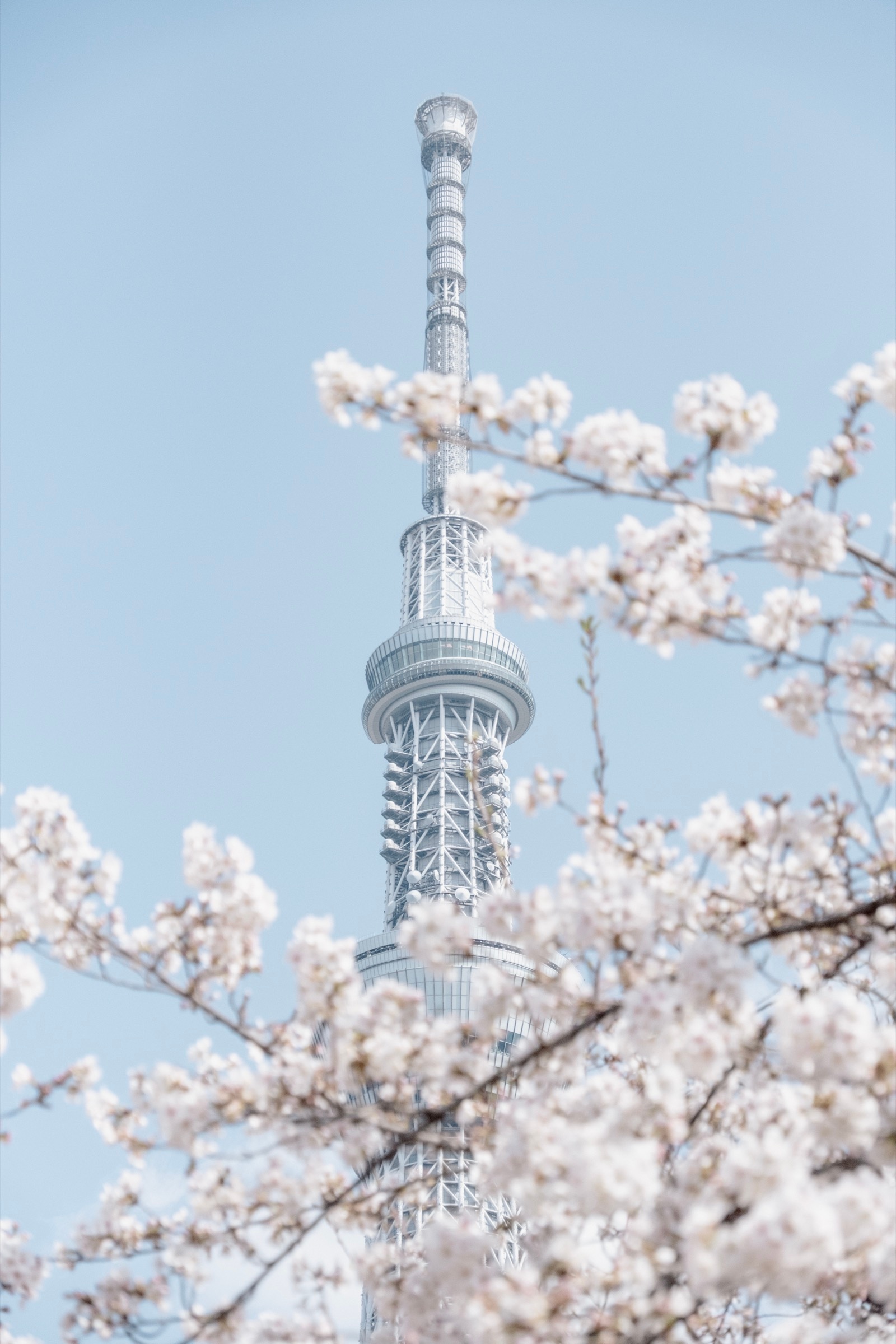 Tokyo Skytree framed by white cherry blossoms in full bloom, the tower nearly blending into the bright sky
