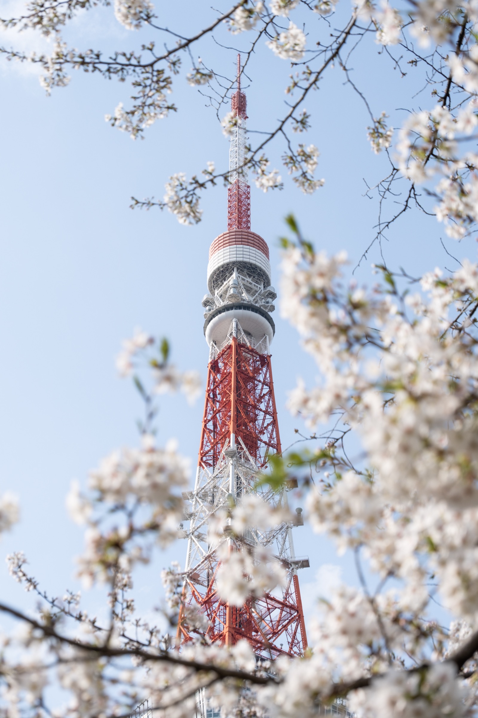 Tokyo Tower's red-and-white lattice seen through a canopy of white cherry blossoms