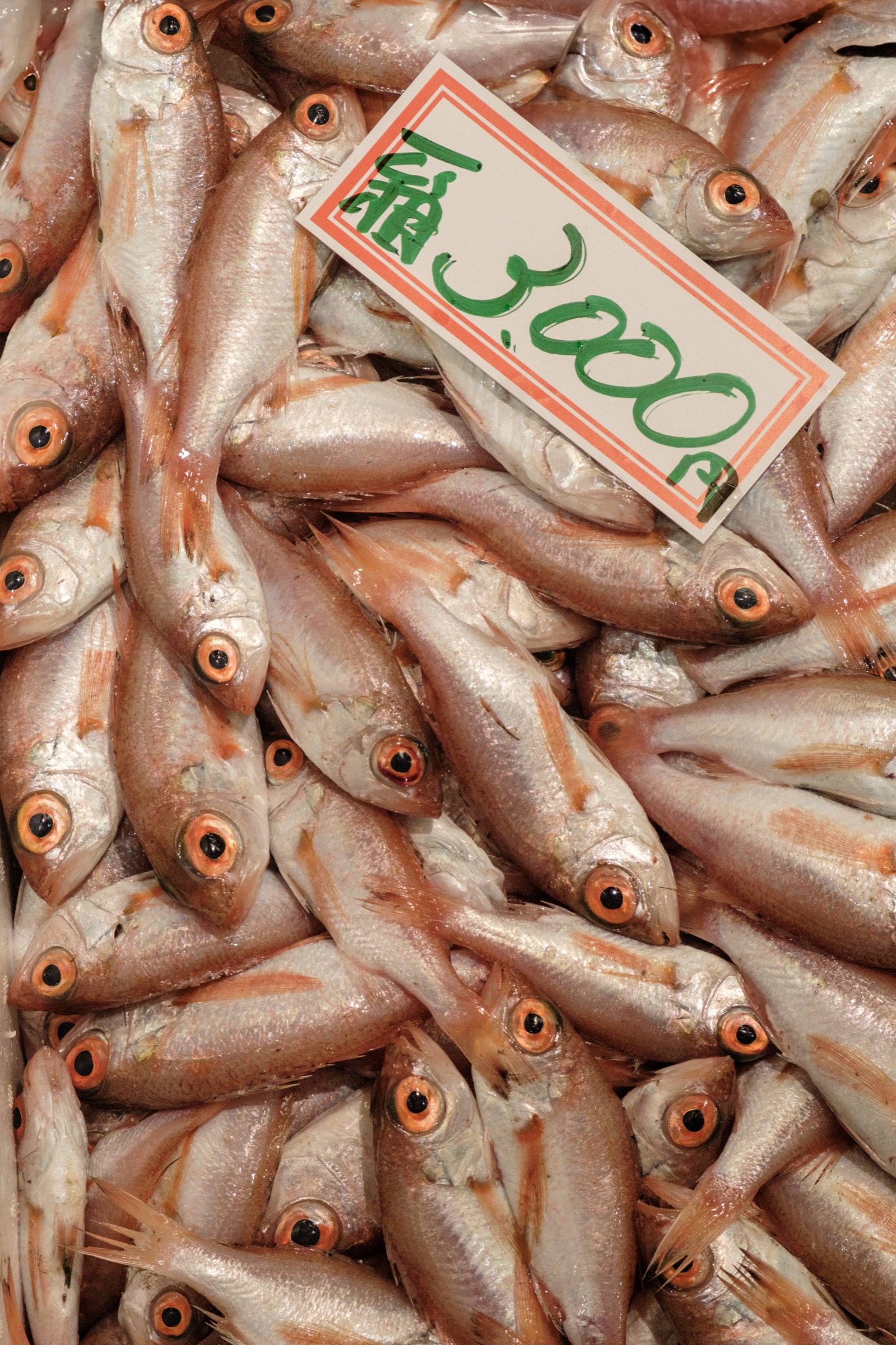 A pile of fresh red-eyed fish at a market with a handwritten price tag reading 3,000 yen