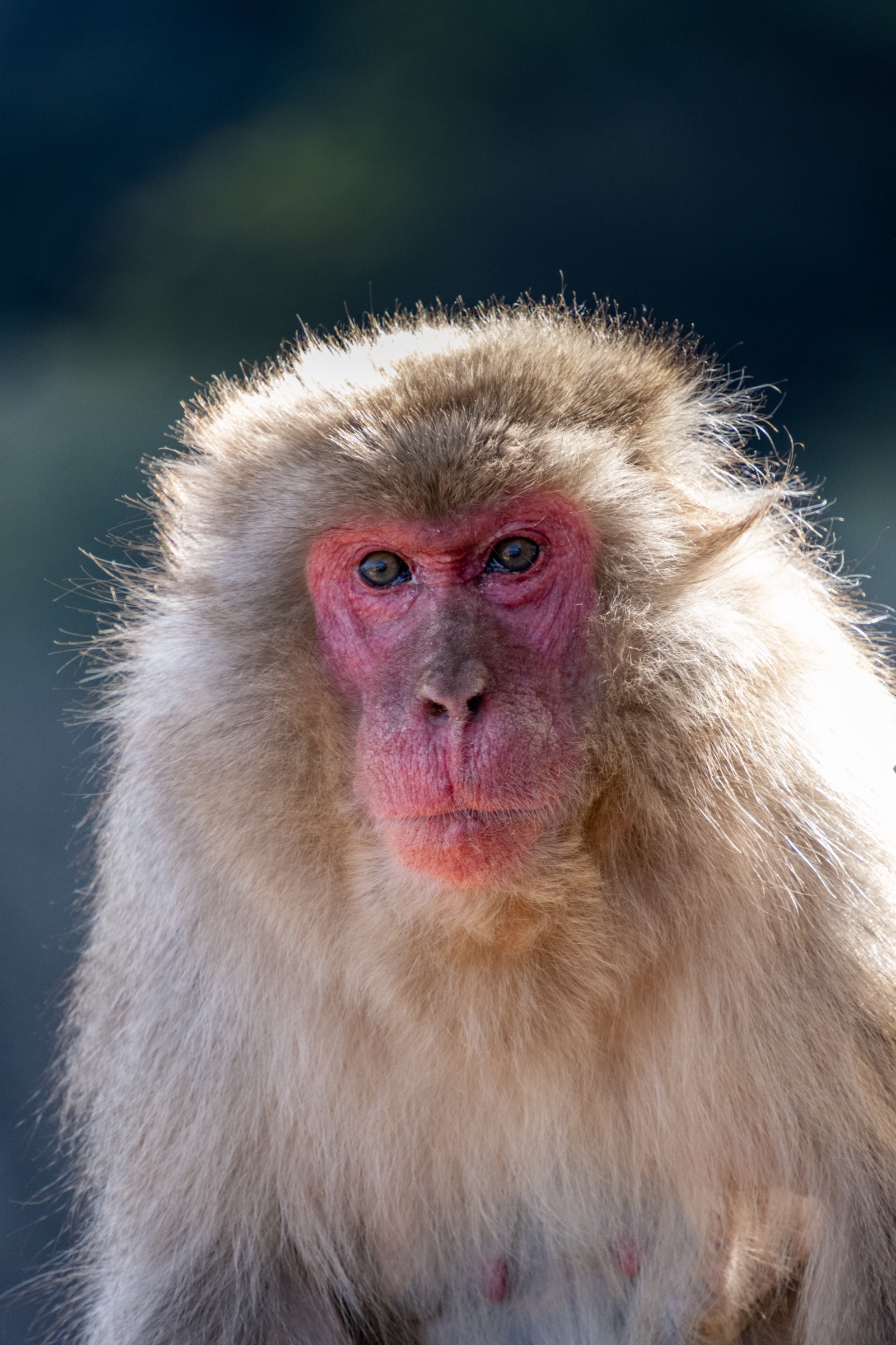 Close-up portrait of a Japanese macaque with a bright red face staring directly into the camera